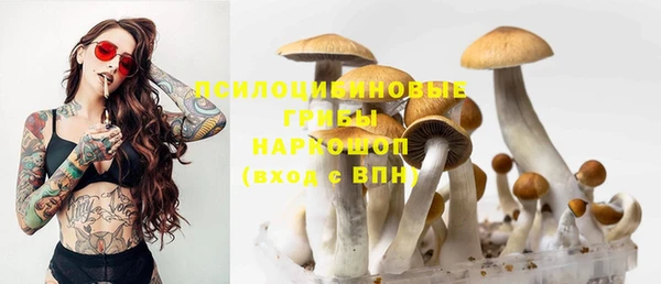 прущие грибы Покачи